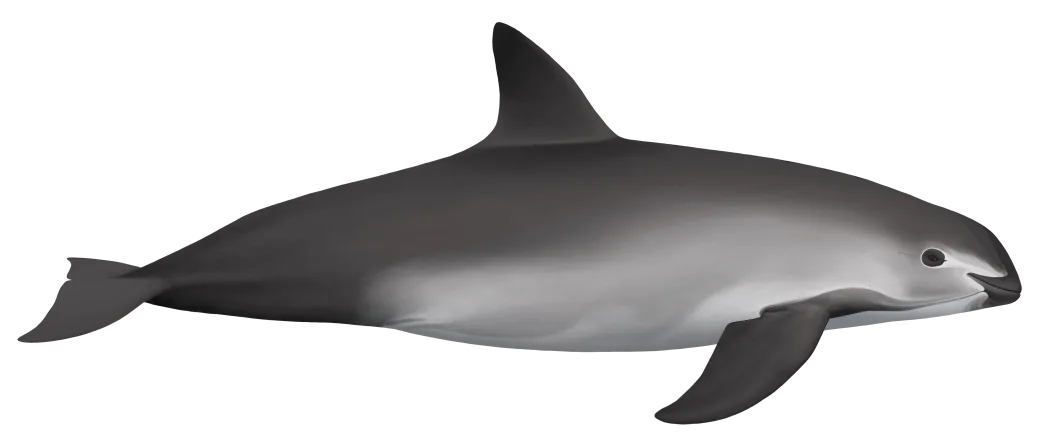 Scientific side-view illustration of a vaquita