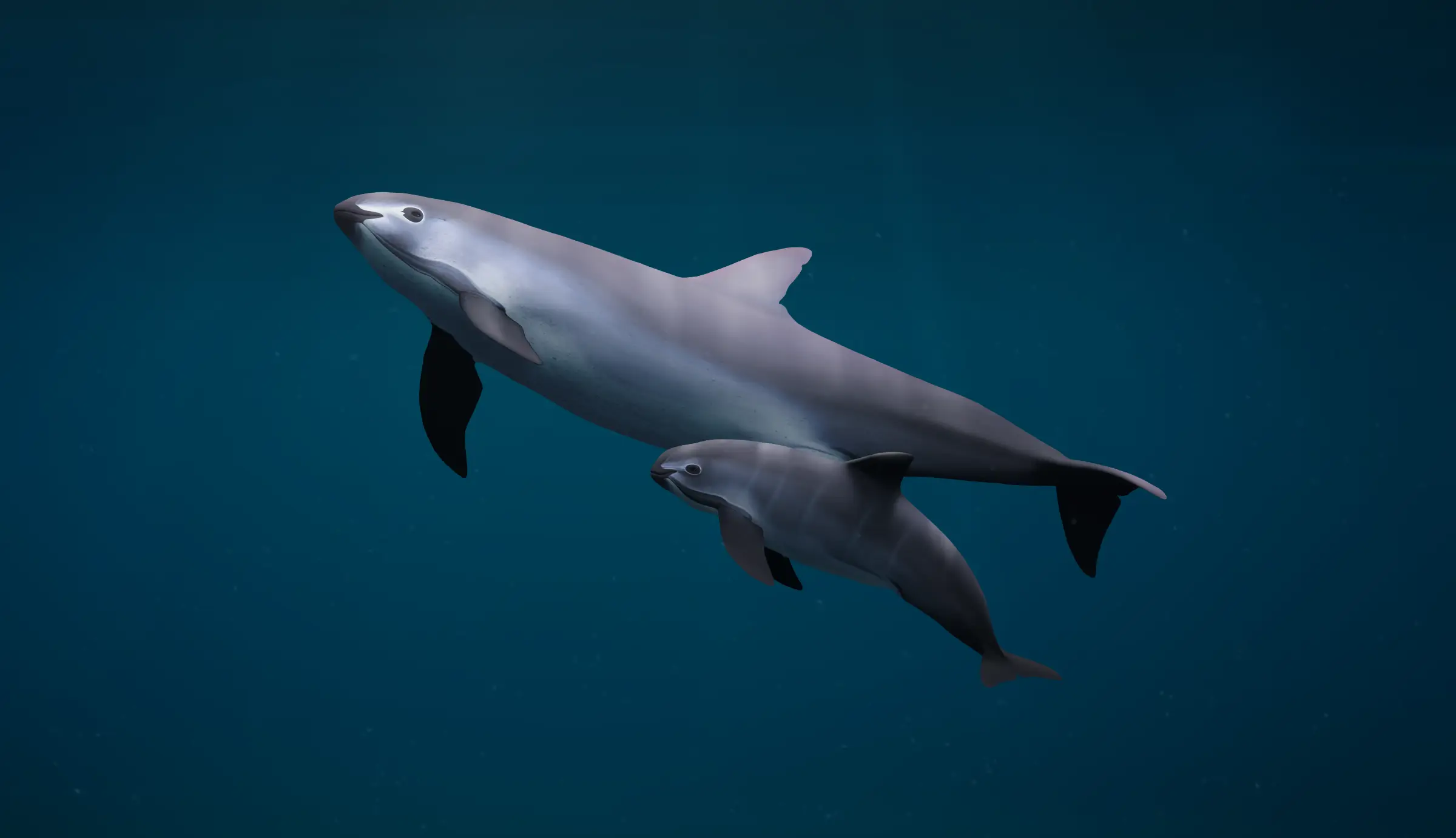 Illustration of an adult vaquita swimming with her calf in dark blue water